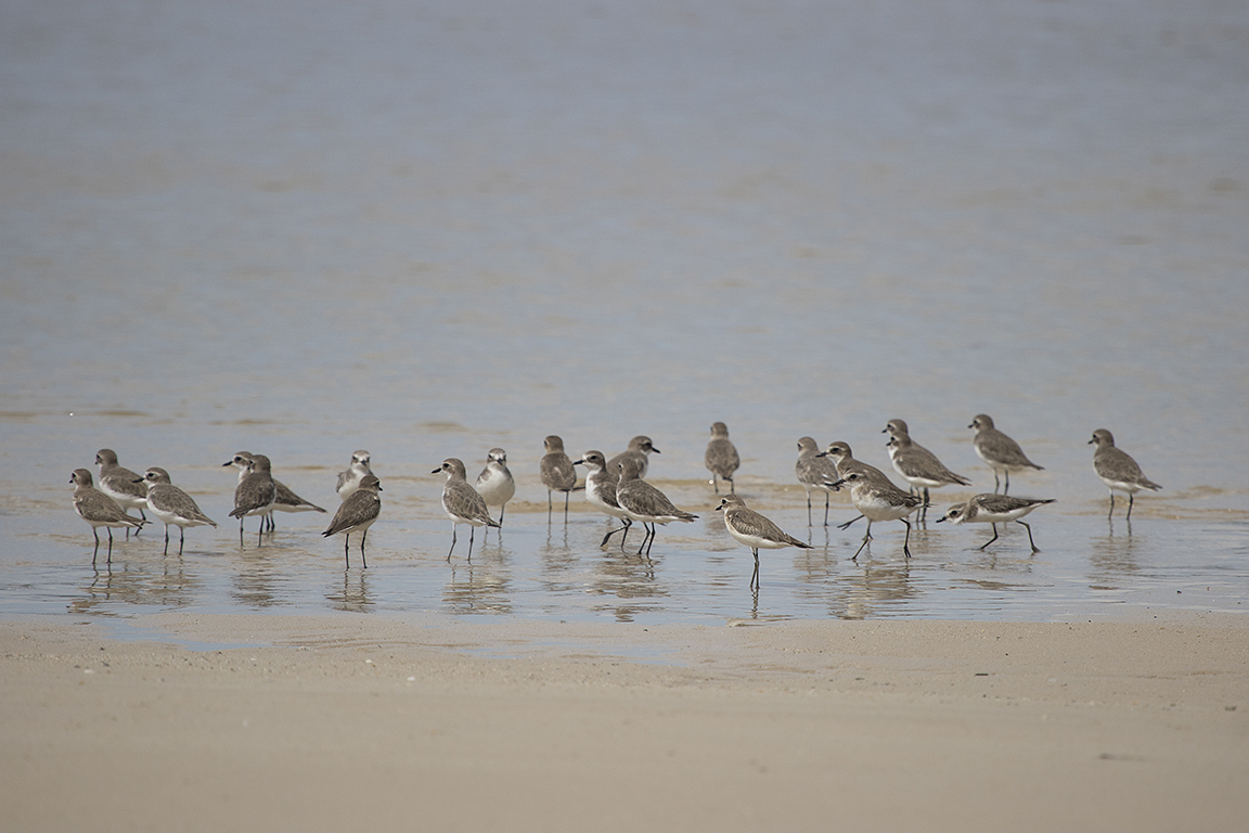 Lesser Sand Plover  Phuket Thailand