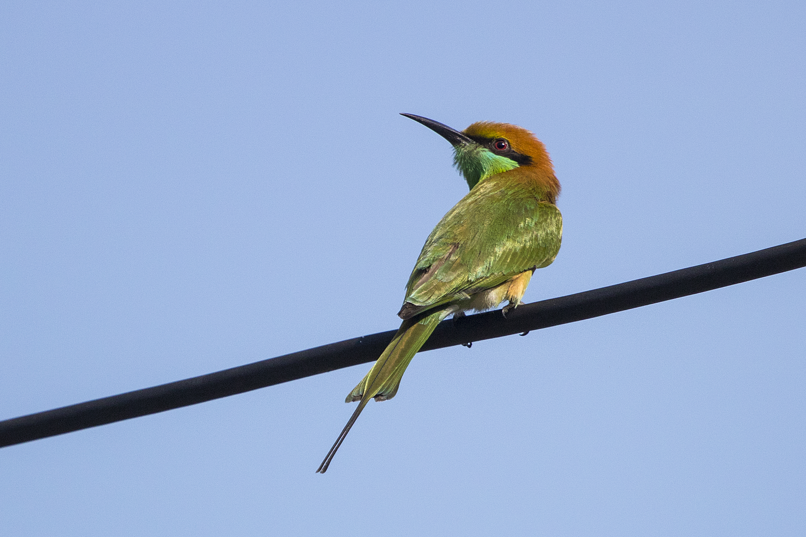 Chestnut-headed Bee-eater Khao Lom Muak Thailand