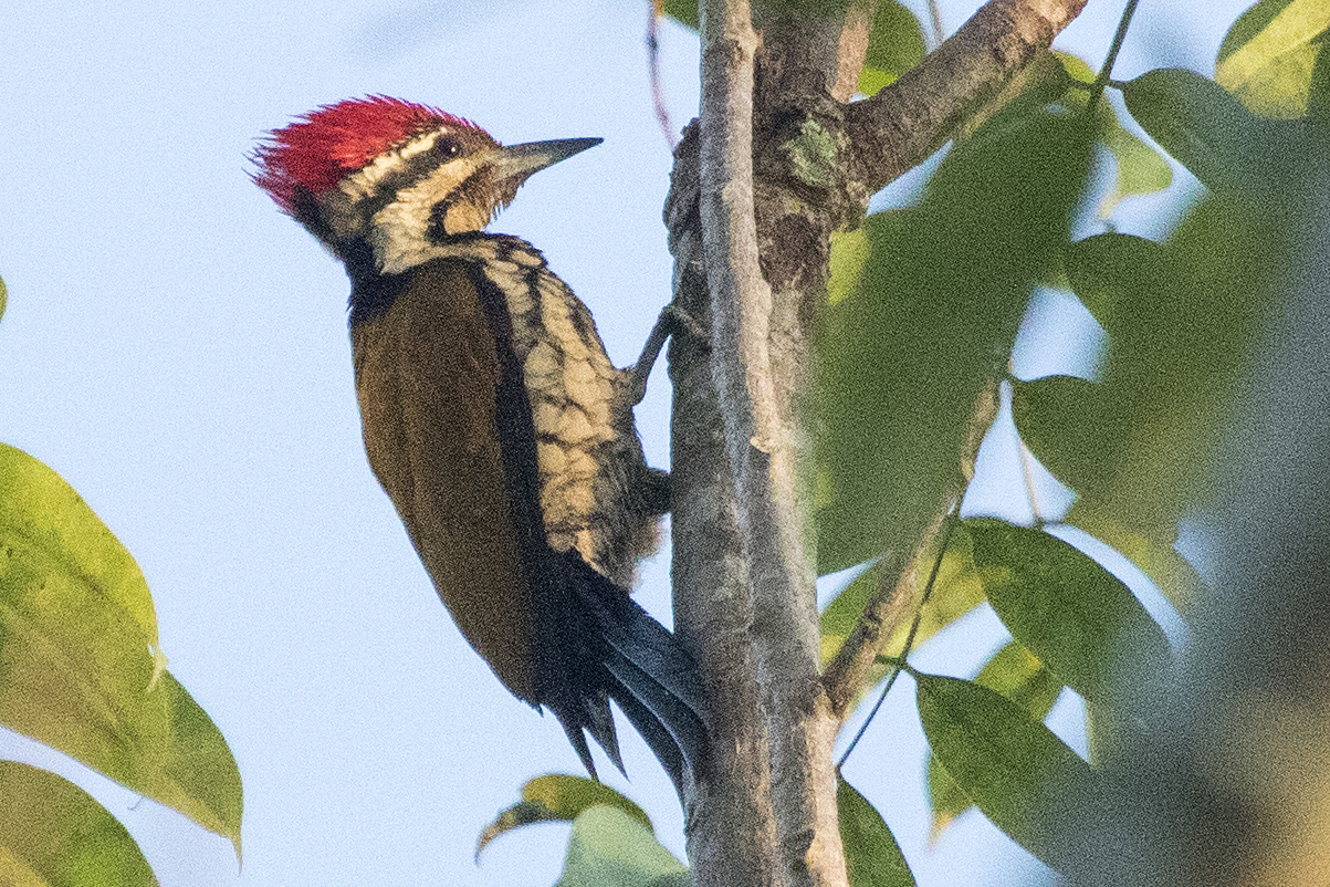 Common Flameback Phetchaburi Province Thailand