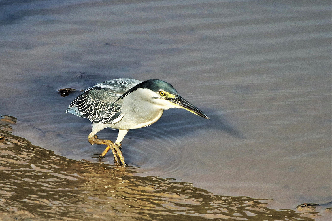 Striated Heron Krabi Thailand