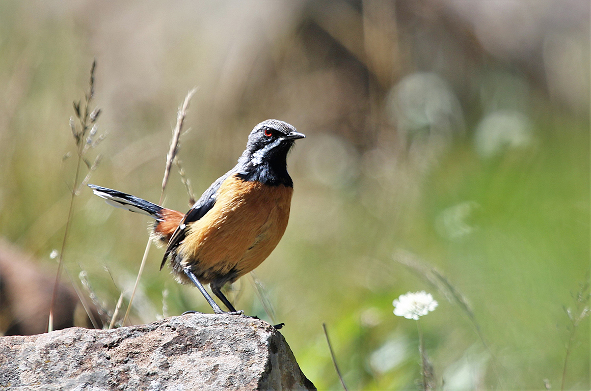 Orange-breasted Rock Jumper Drakensberg South Africa