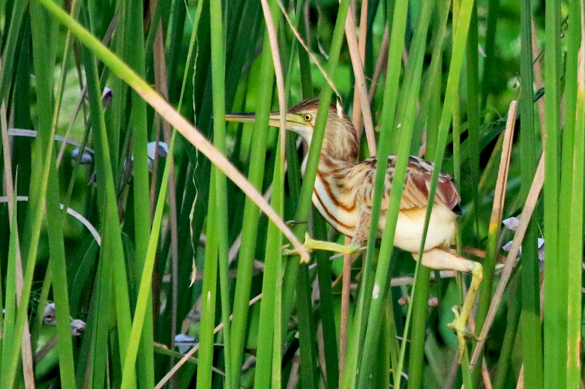 Yellow Bittern Phetchaburi Province Thailand
