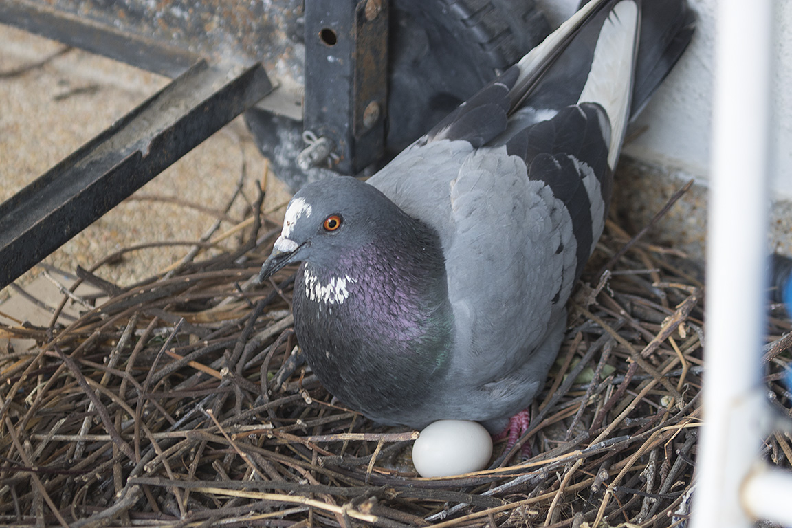 Feral Pigeon Bangkok Thailand