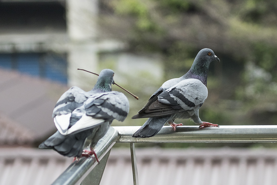 Feral Pigeon Bangkok Thailand