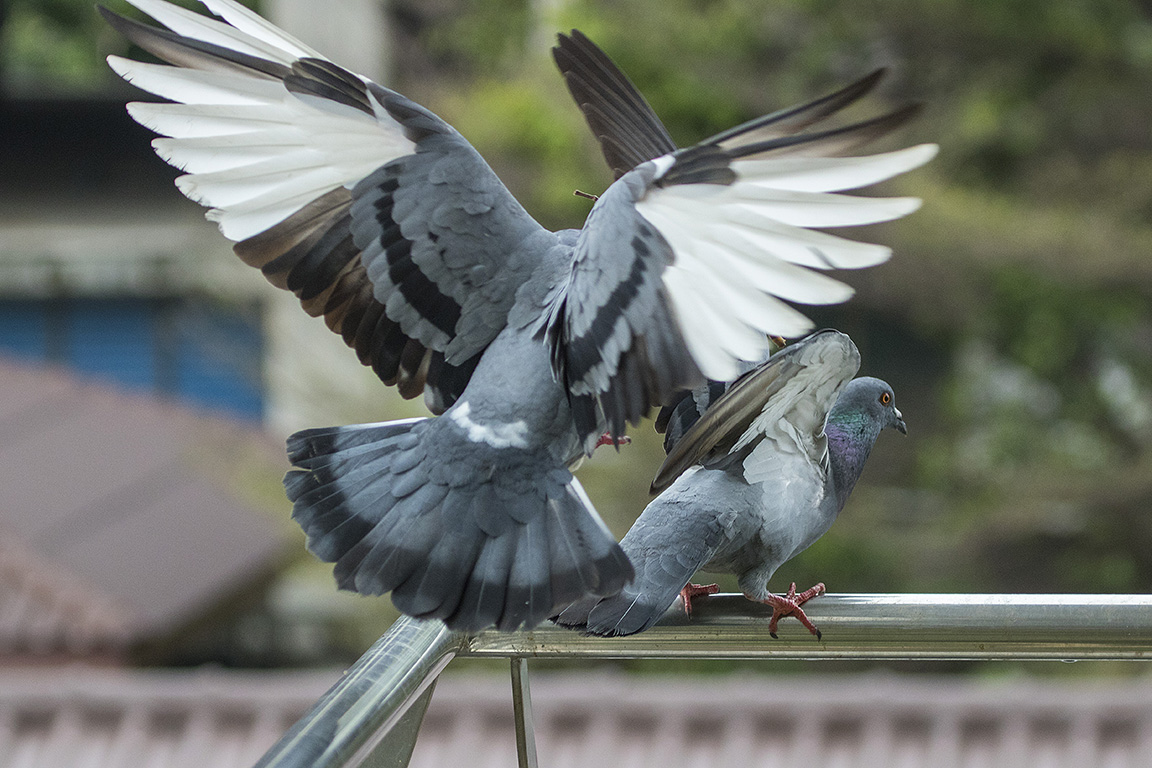 Feral Pigeon Bangkok Thailand