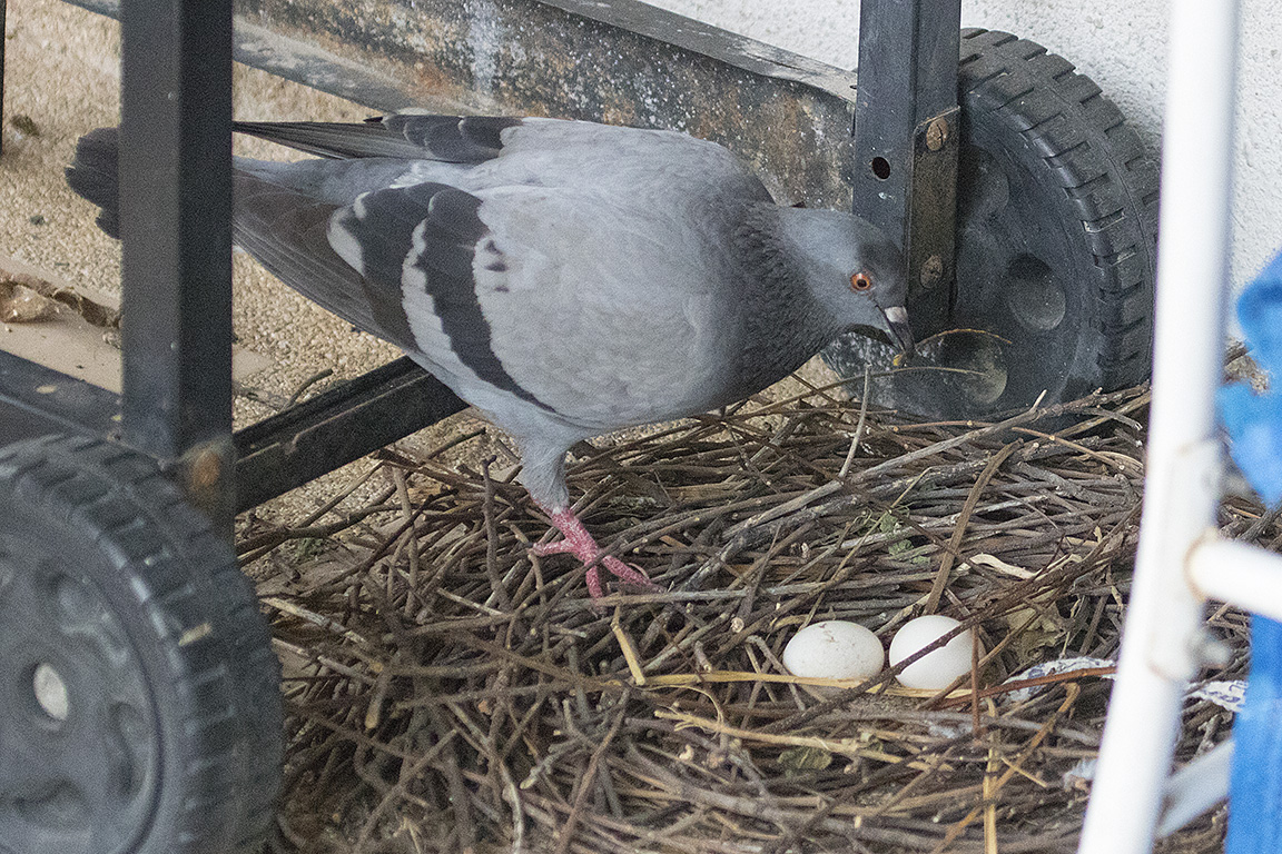Feral Pigeon Bangkok Thailand