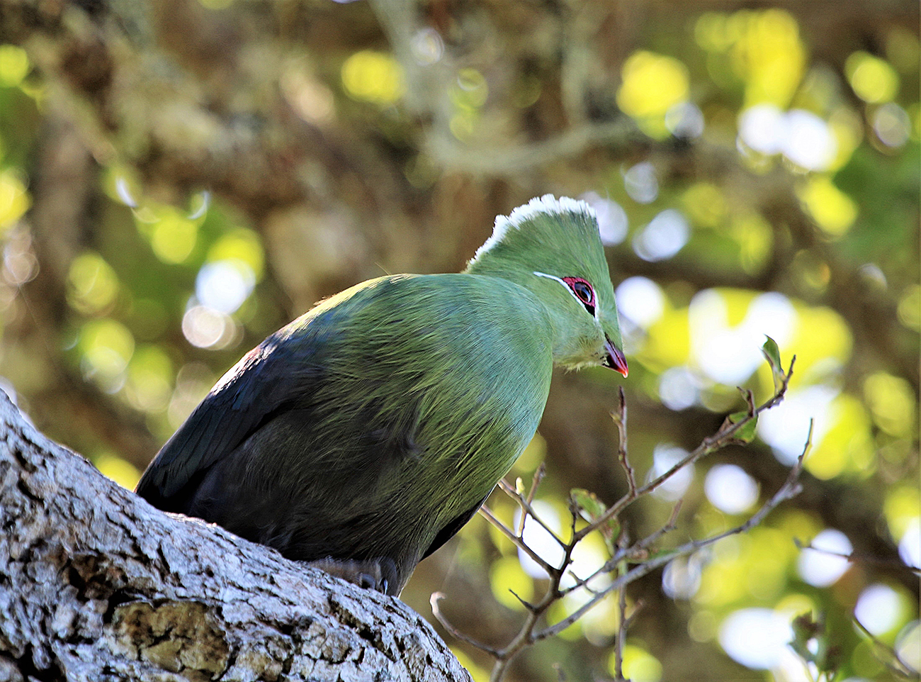 Knysna Lourie Groenvlei South Africa
