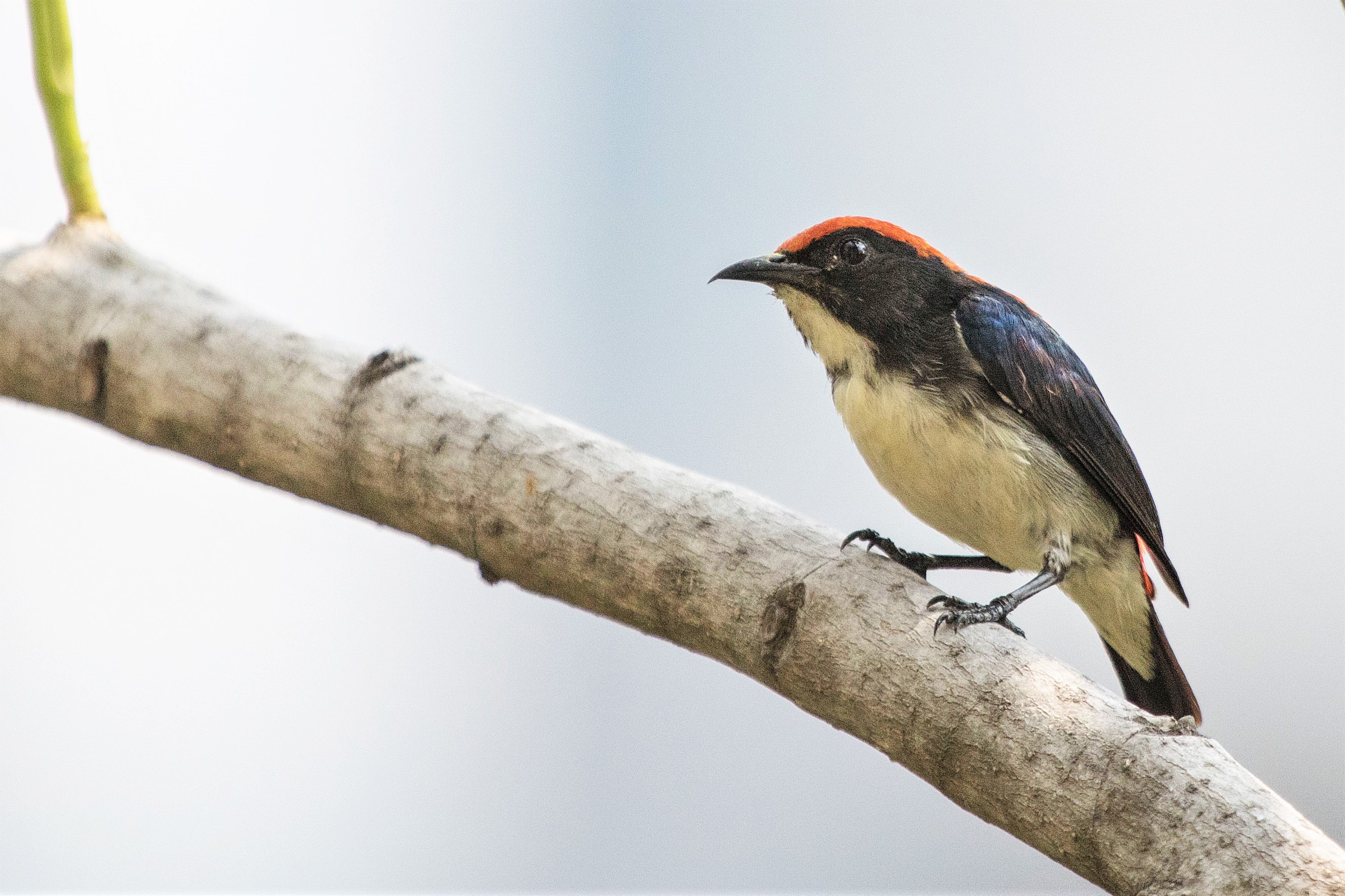 Scarlet-backed Flowerpecker Bangkok Thailand