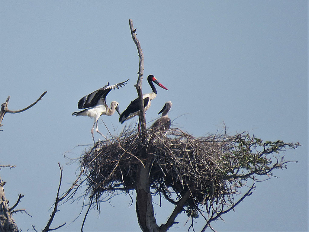 Saddle-billed Stork Hluhluwe South Africa