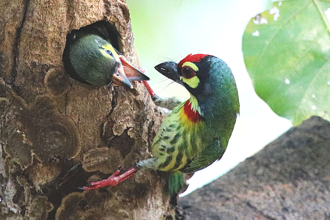Coppersmith Barbet Bali Indonesia