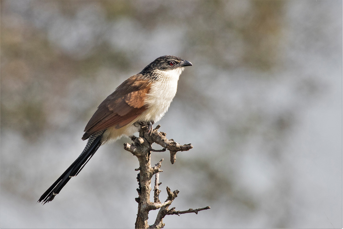 Burchall's Coucal, Hluhlwe National Park South Africa
