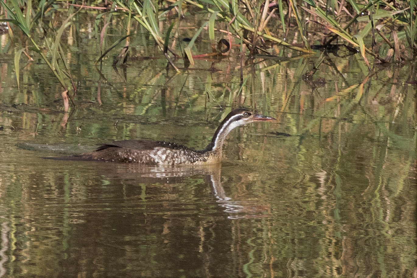 African Finfoot Hluhluwe National Park KZN South Africa