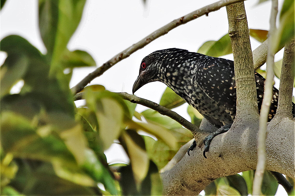 Asian Koel Female Penang Malaysia