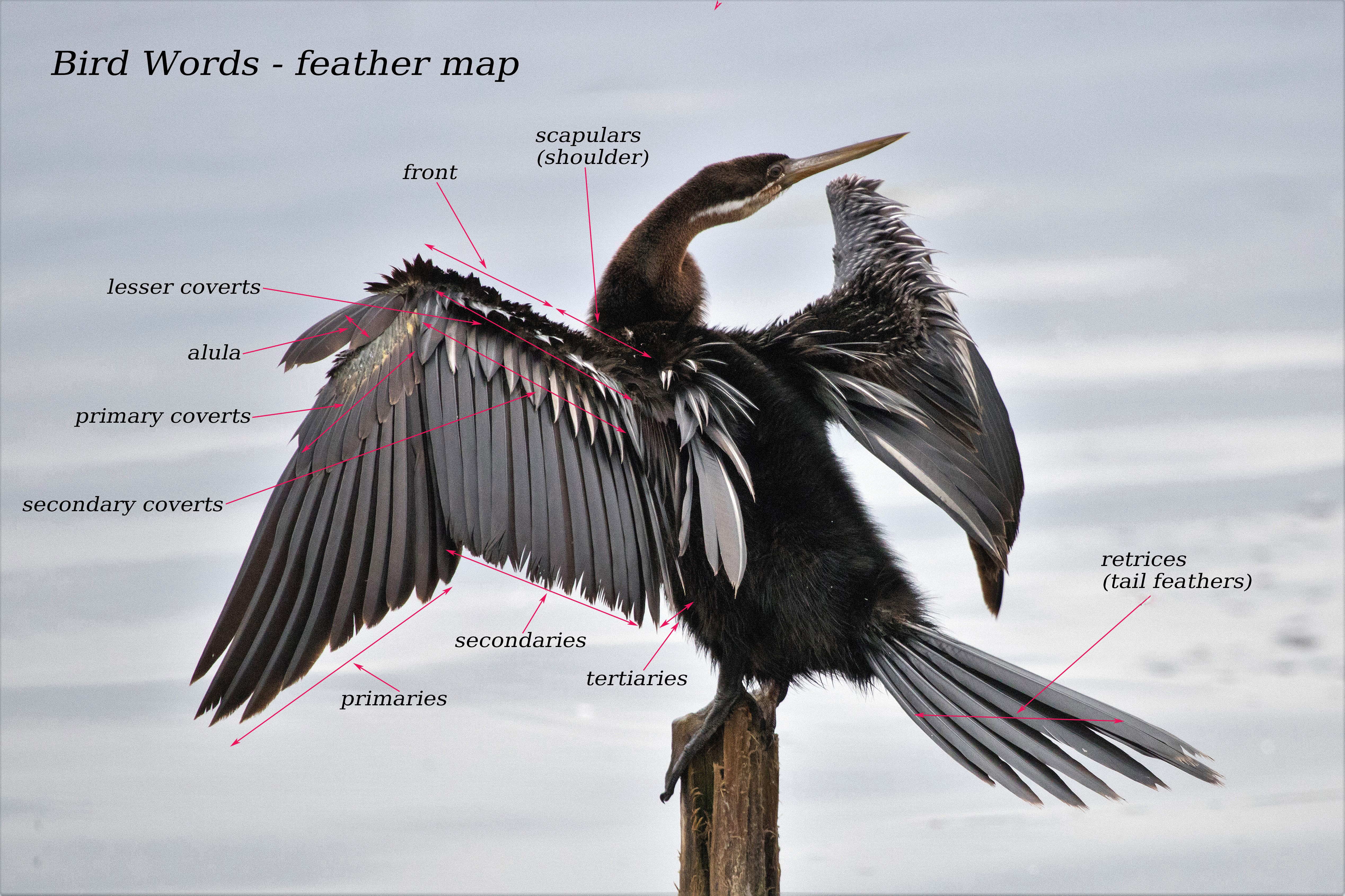 African Darter Bo-langvlei Wilderness South Africa