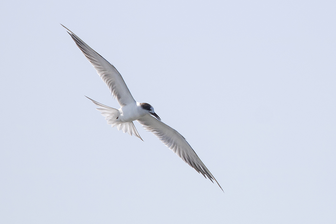 Common Tern Gulf of Thailand