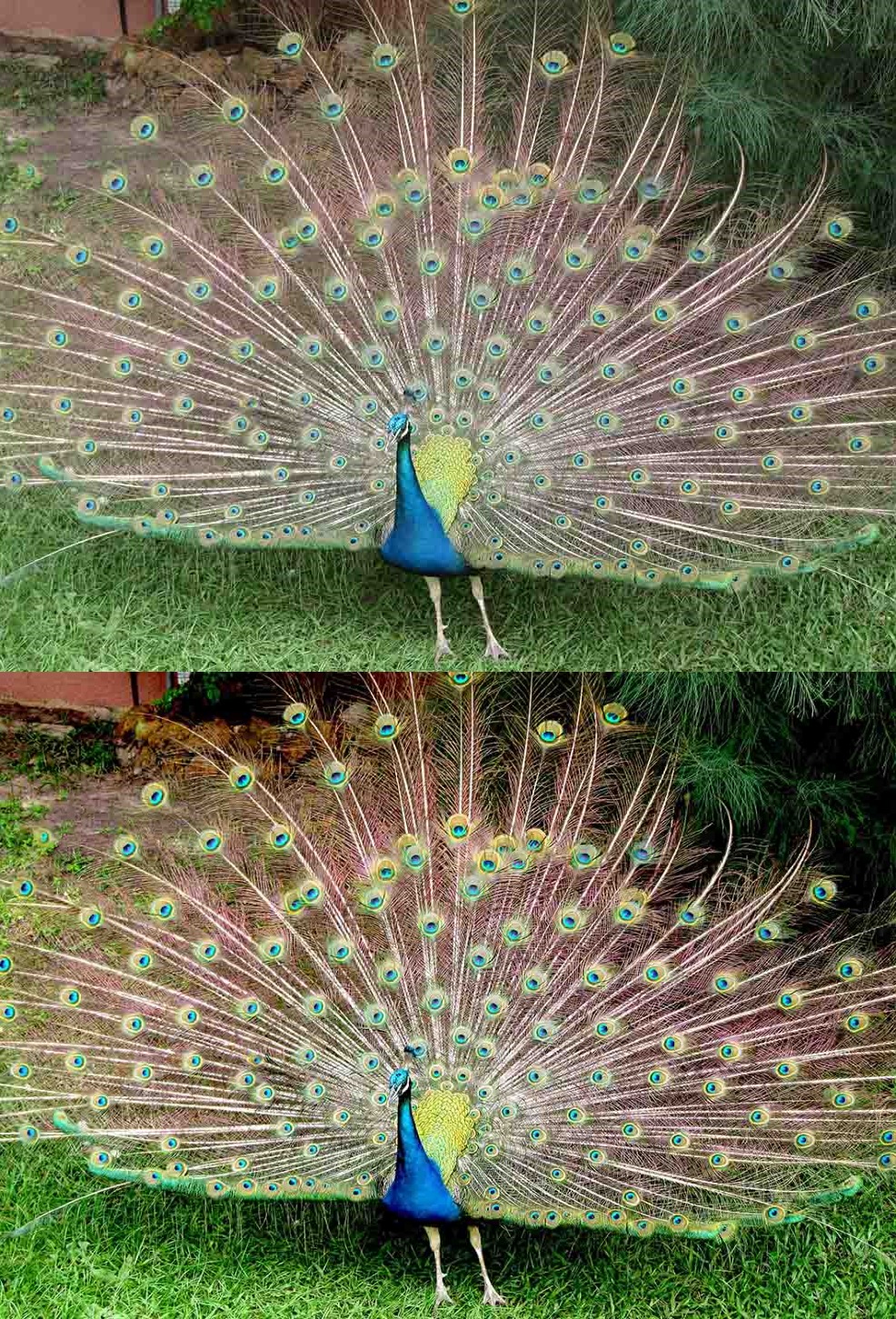 Peafowl  The Gambia
