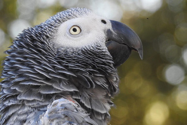 African Grey Parrot Uganda