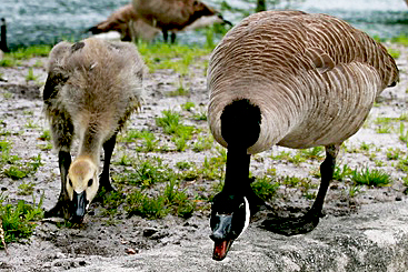 Canada Goose 