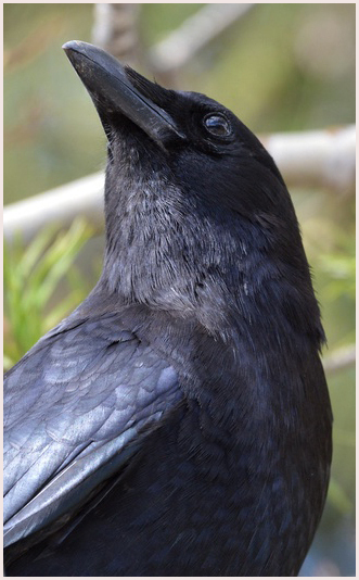 Carrion Crow