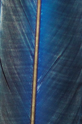 Vane Feather
