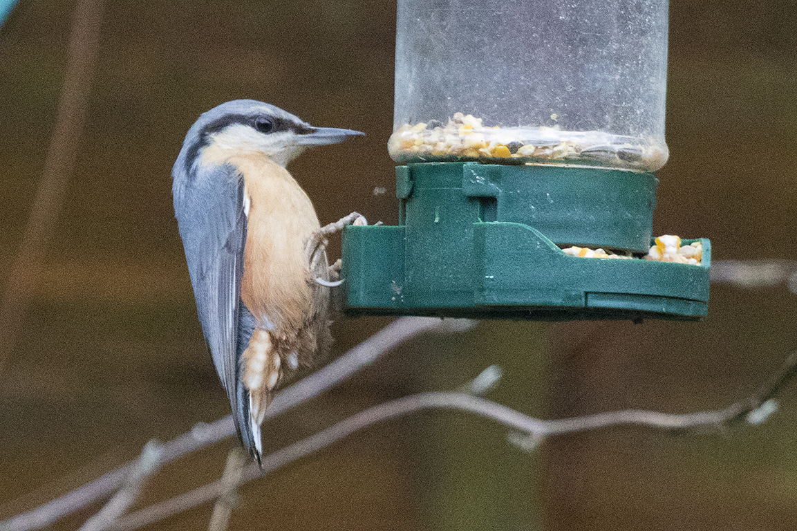 Nuthatch Manchester UK