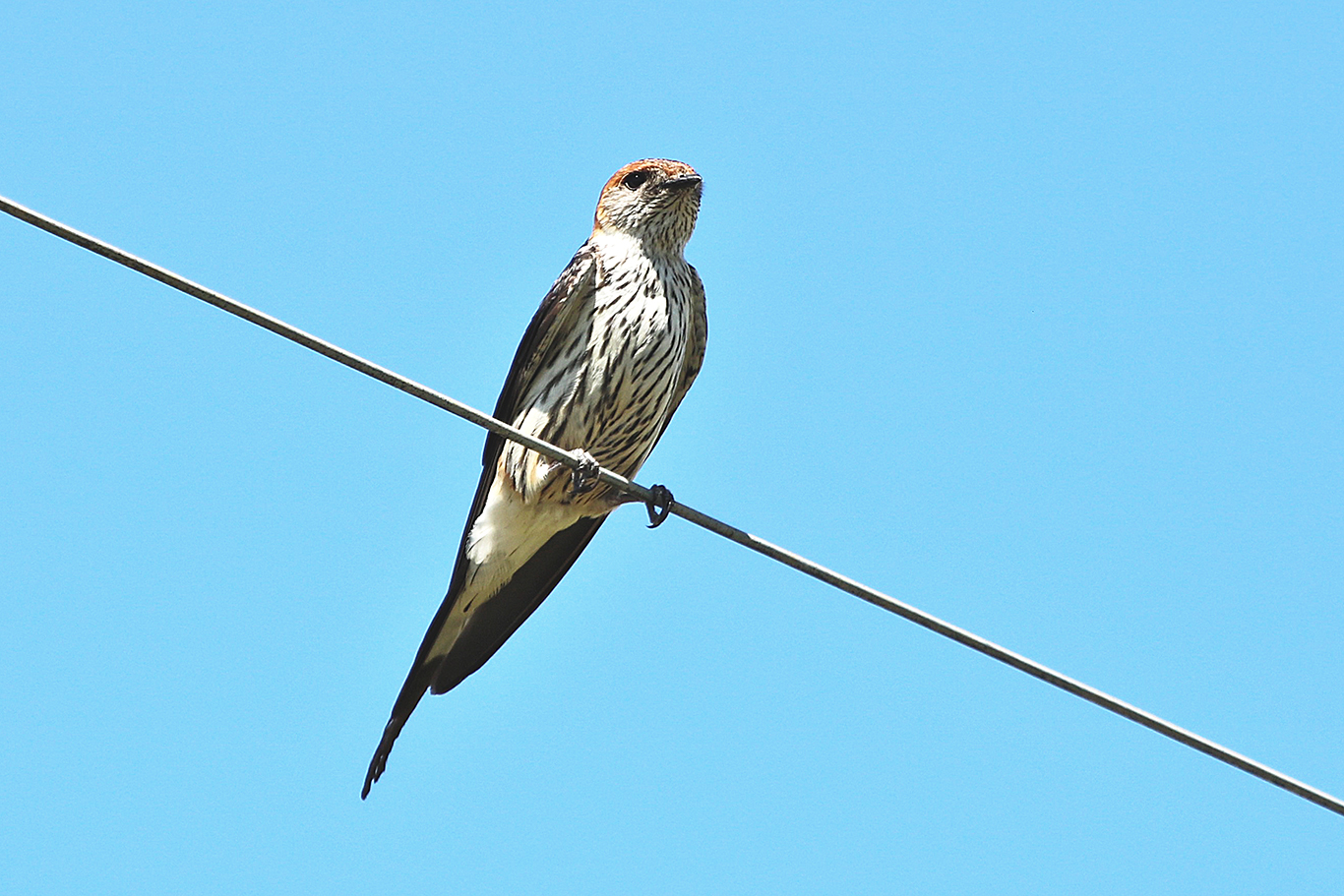 Greater Striped Swallow Drakensberg South Africa