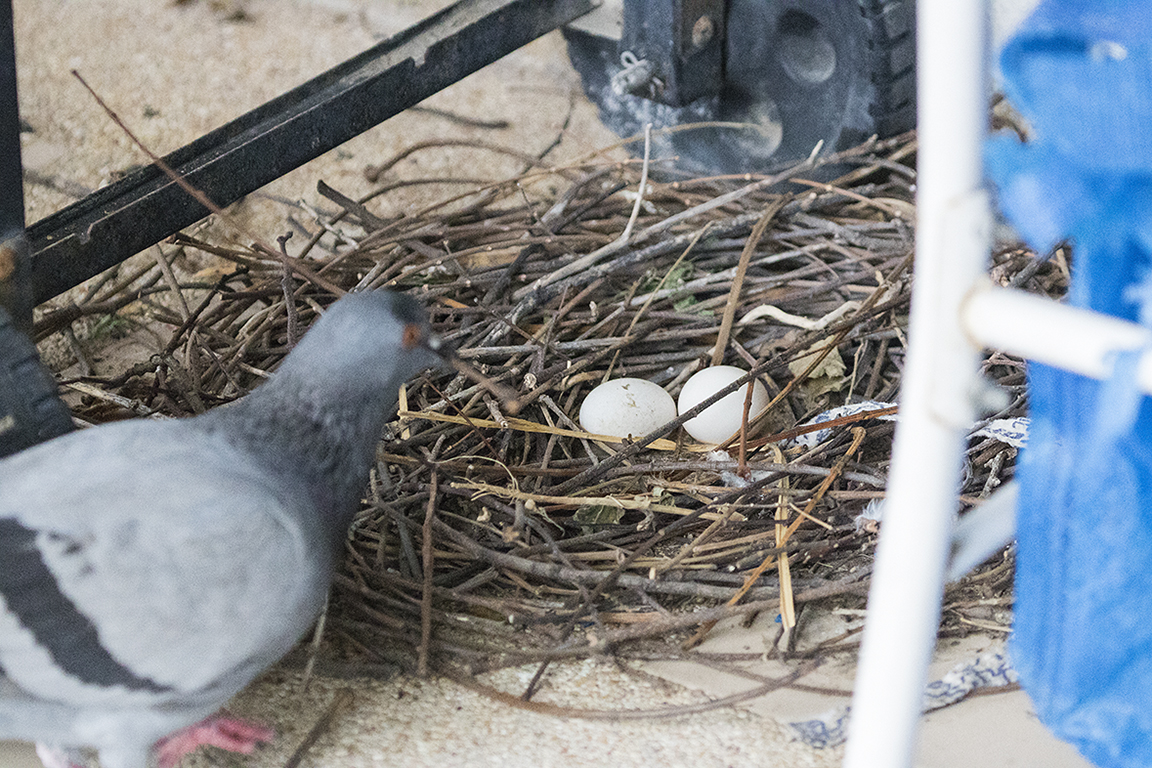 Feral Pigeon Bangkok