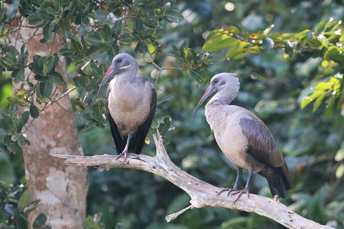 Hadeda Ibis St Lucia Wetlands