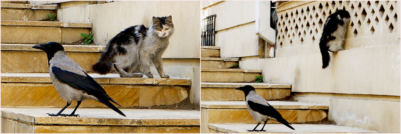 Hooded Crow Azerbaijan