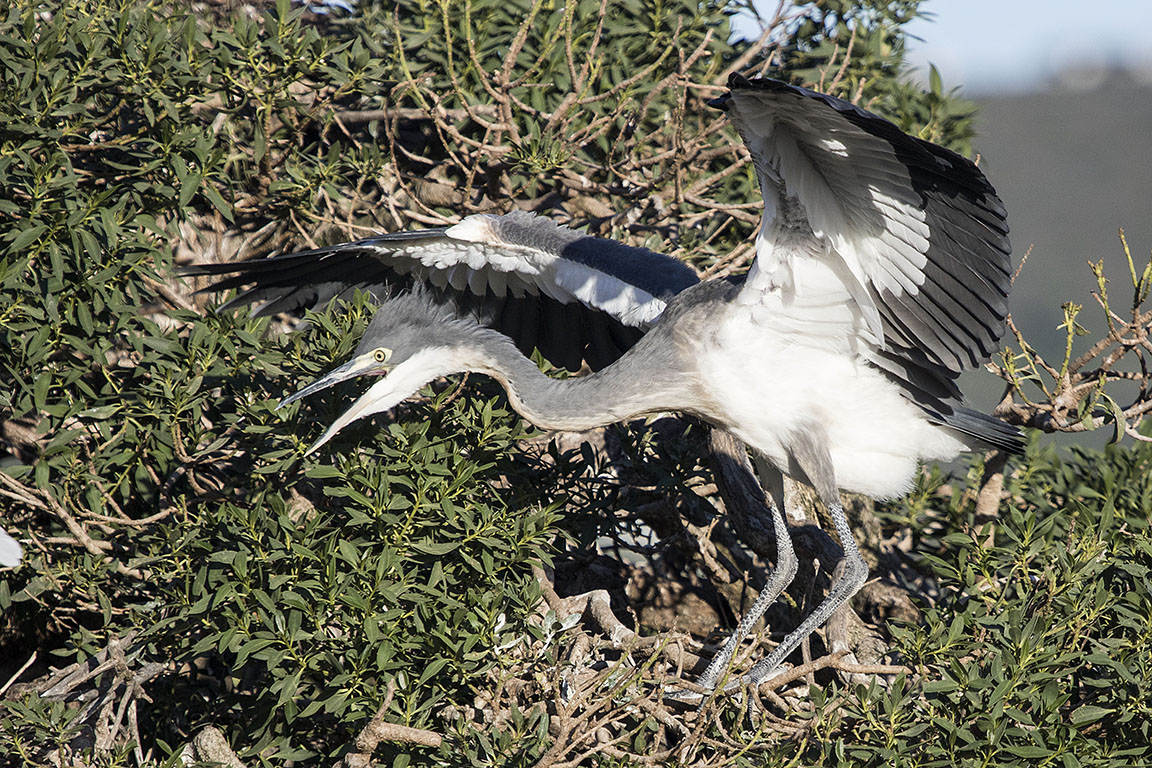 Black-headed Heron