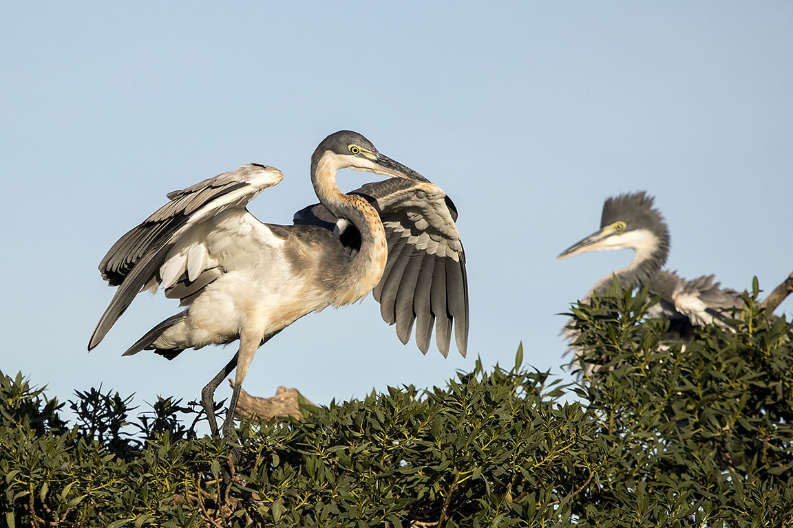 Black-headed Heron  South Africa