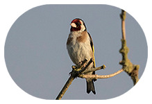 Goldfinch UK