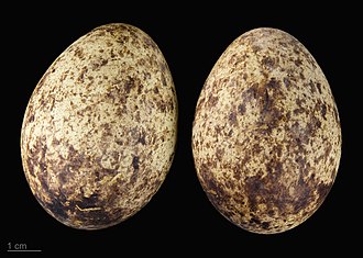 Hadeda Ibis Eggs