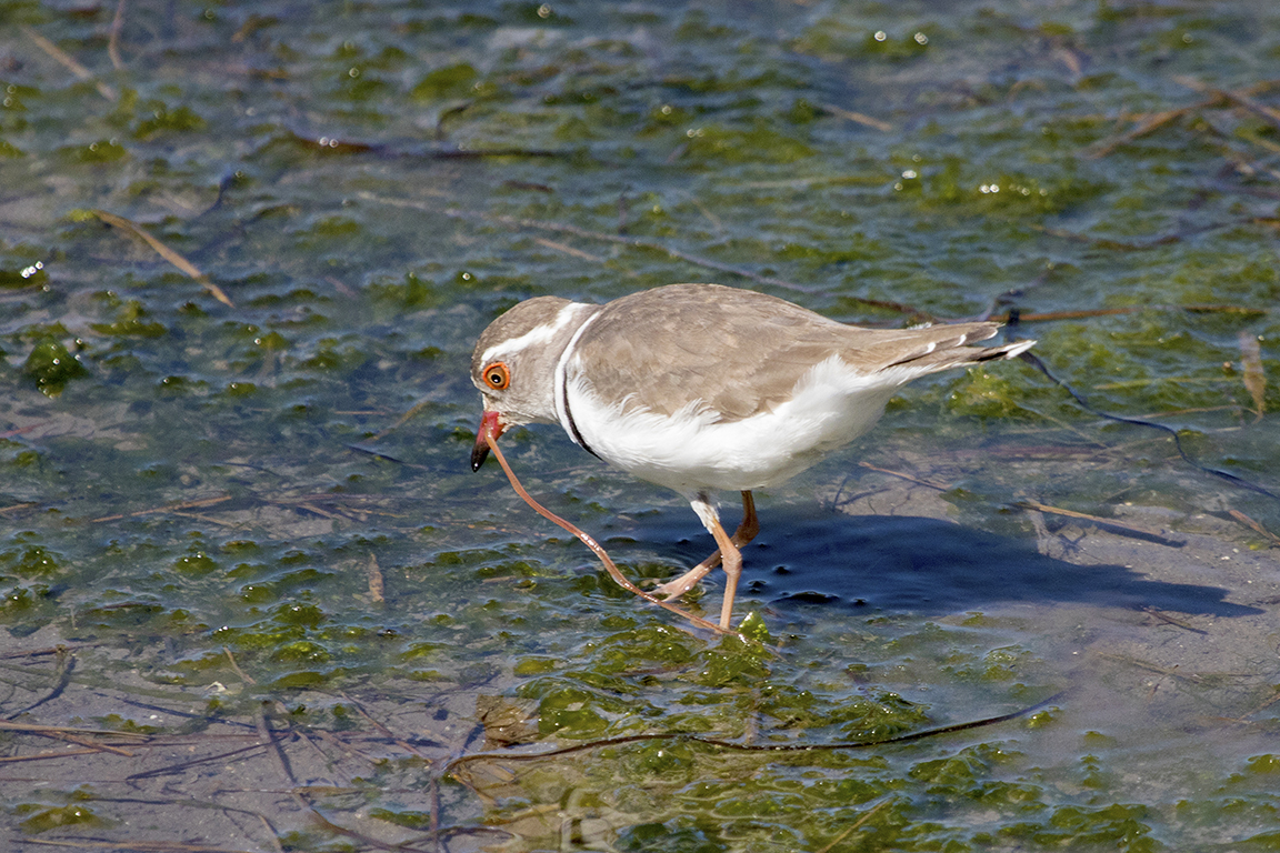 Three-banded Plover
