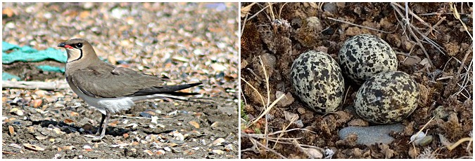 Collared Pratincole Azerbaijan
