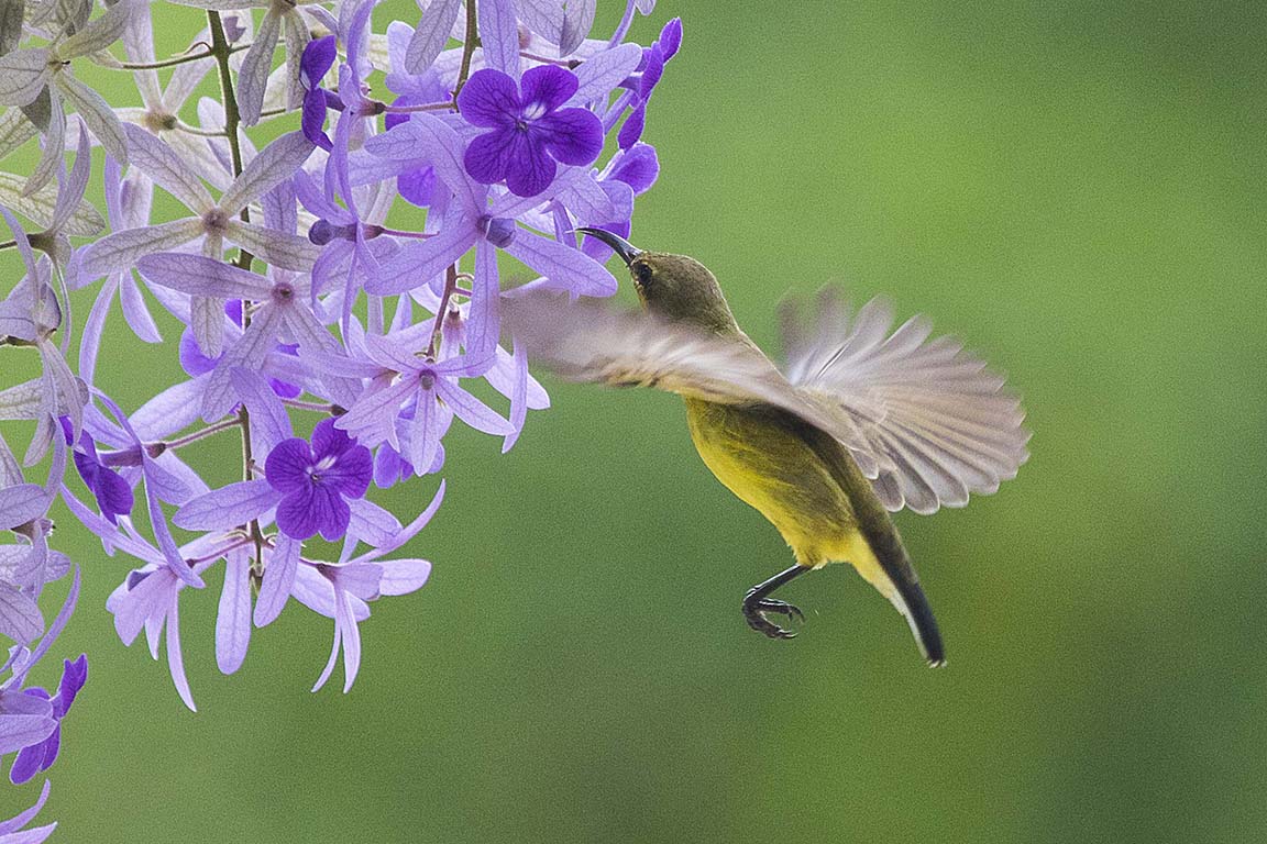 Olive-backed Sunbird Thailand