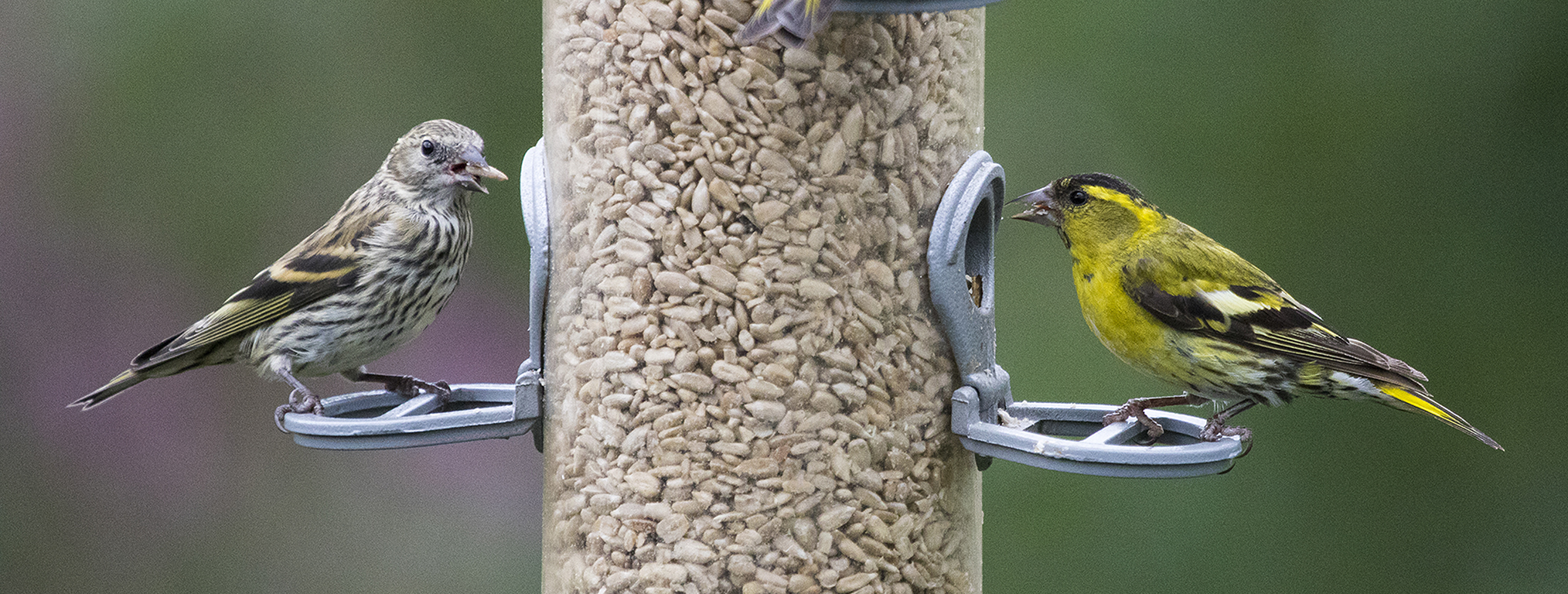 Eurasian Siskin