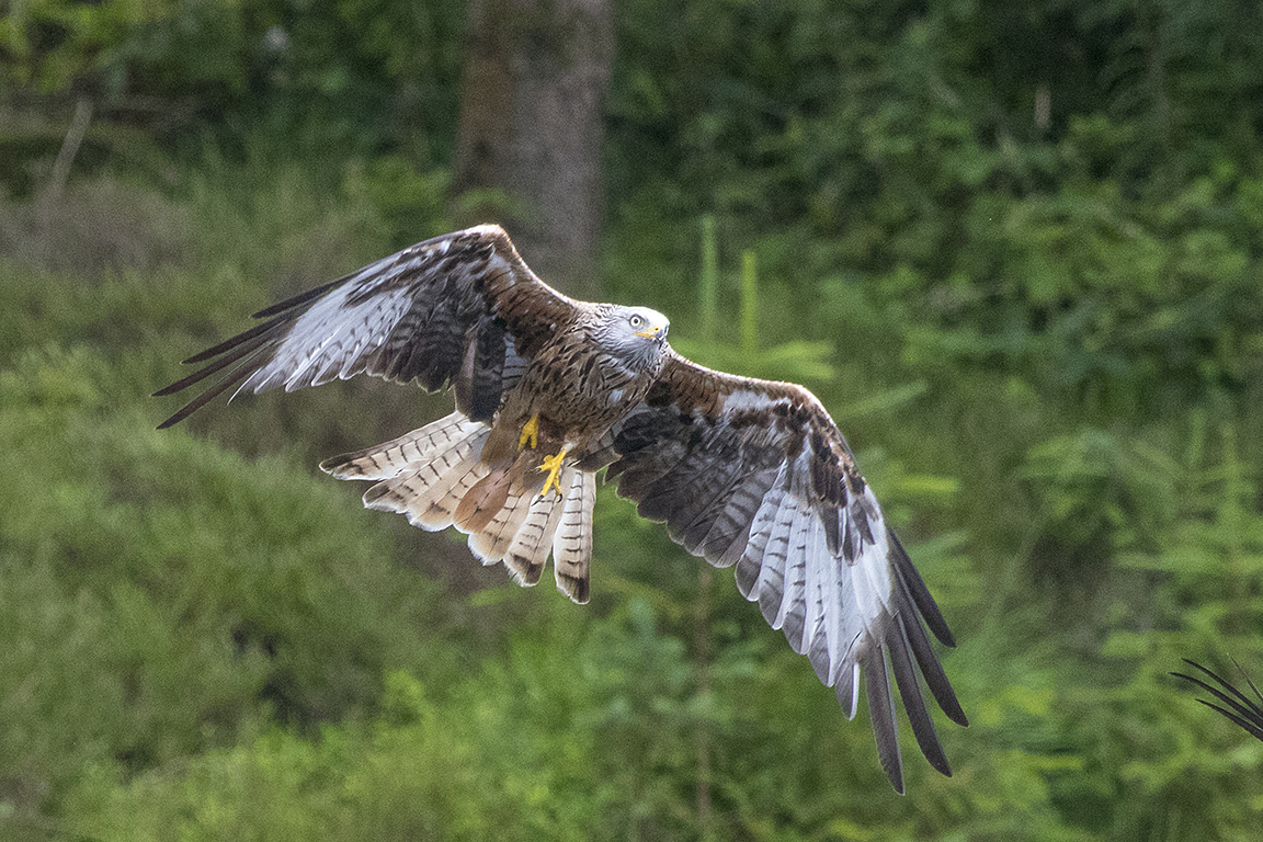 Red Kite