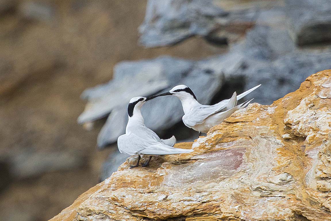 Black-naped Tern