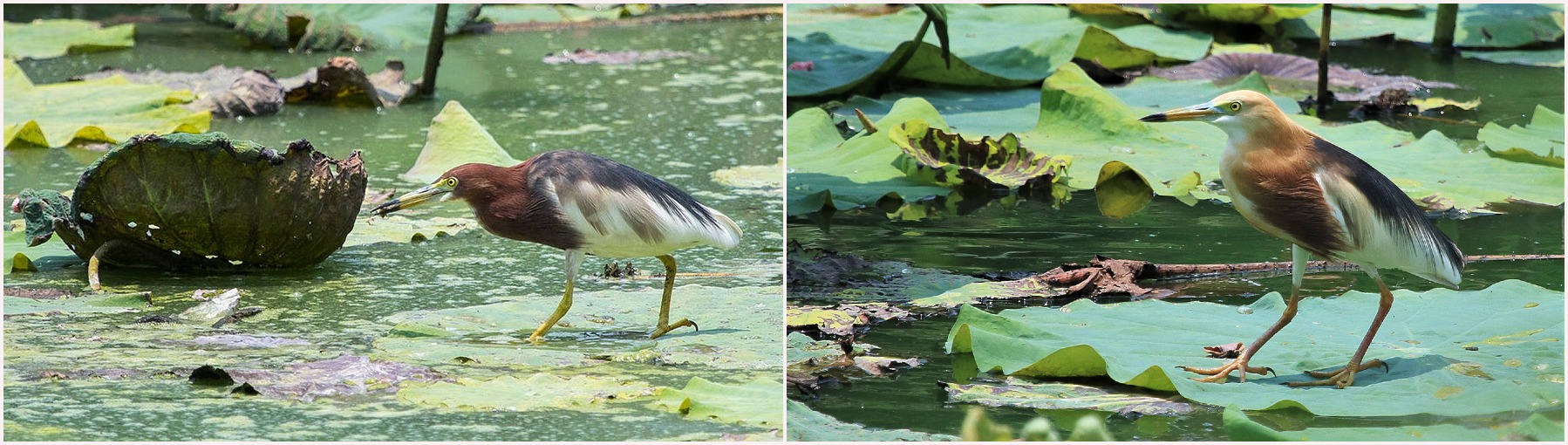 Chinese Javan Pond Heron