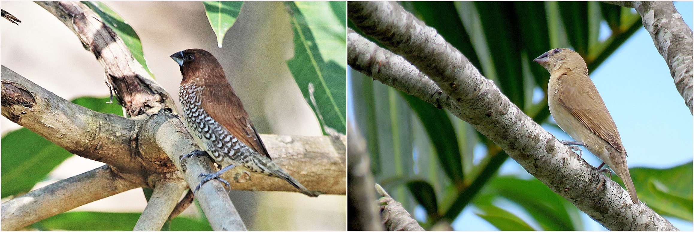 Scaly-breasted Munia
