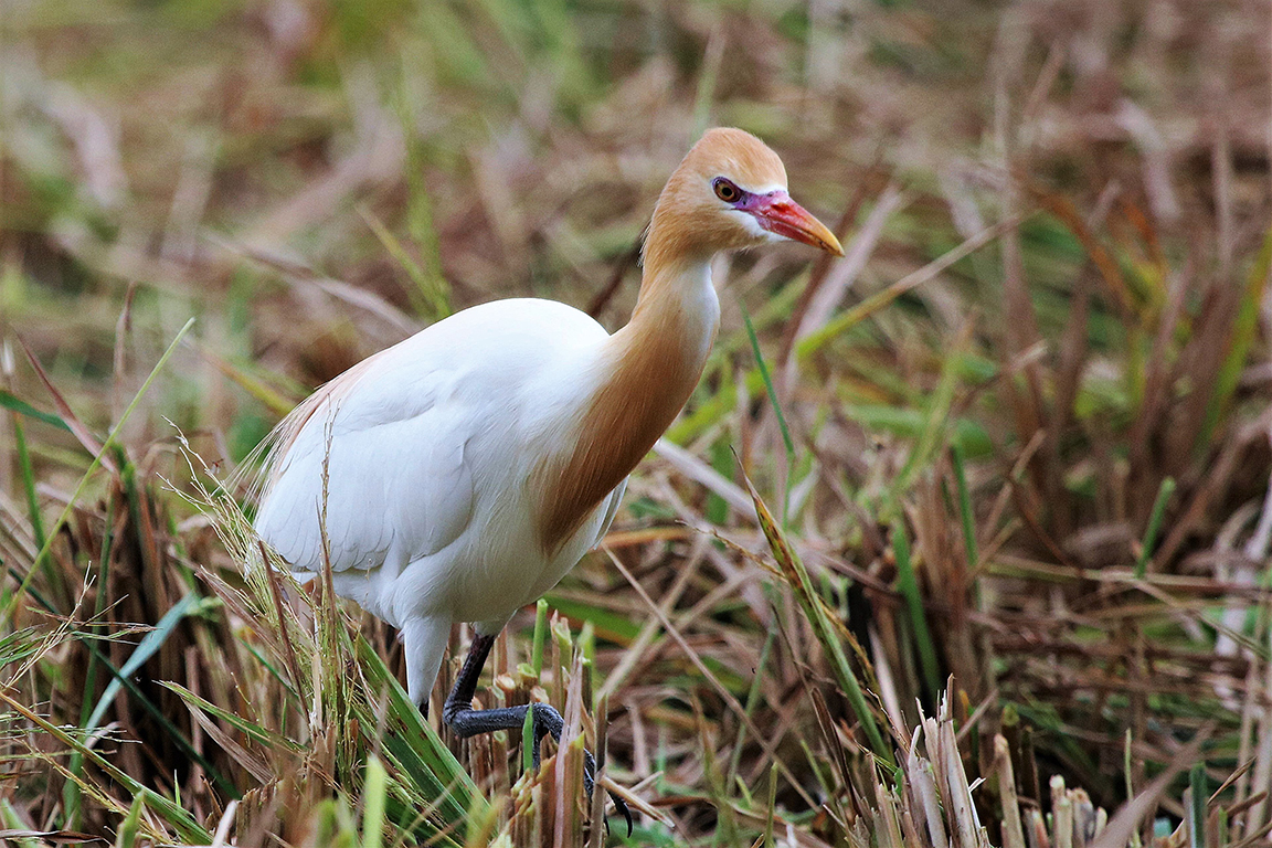Cattle egret