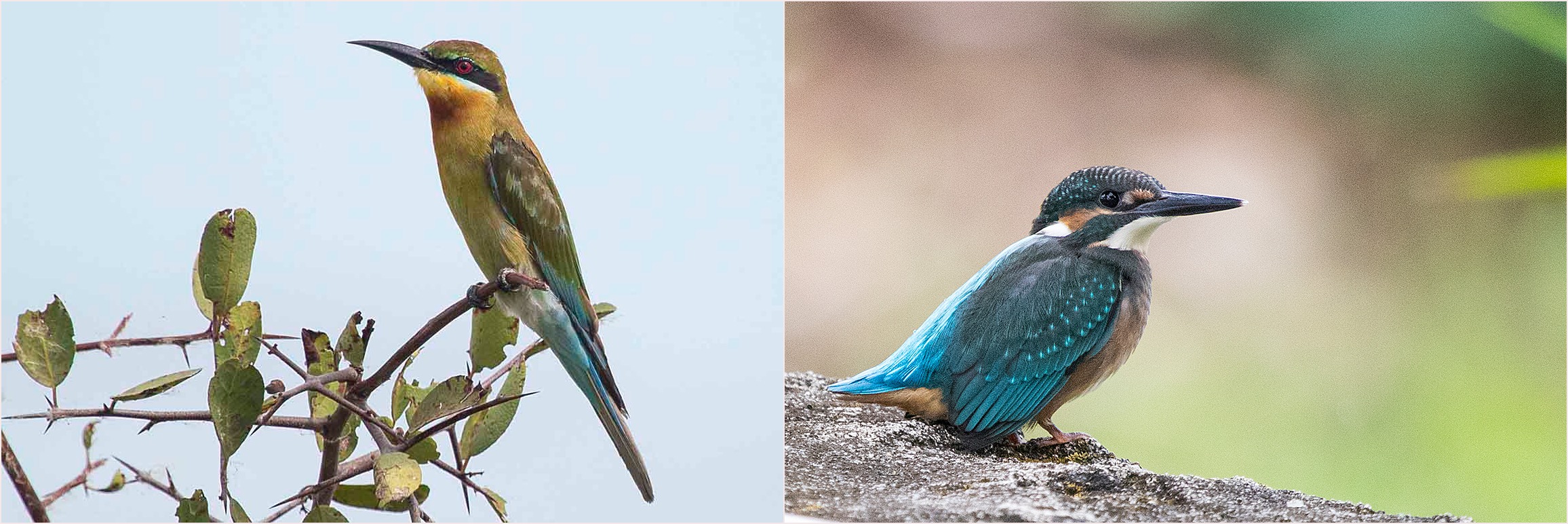 blue-tailed Bee-eater Eurasian Kingfisher