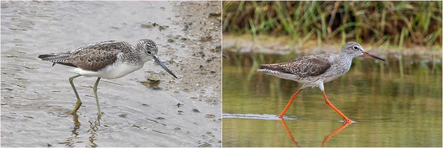 Greenshank Redshank