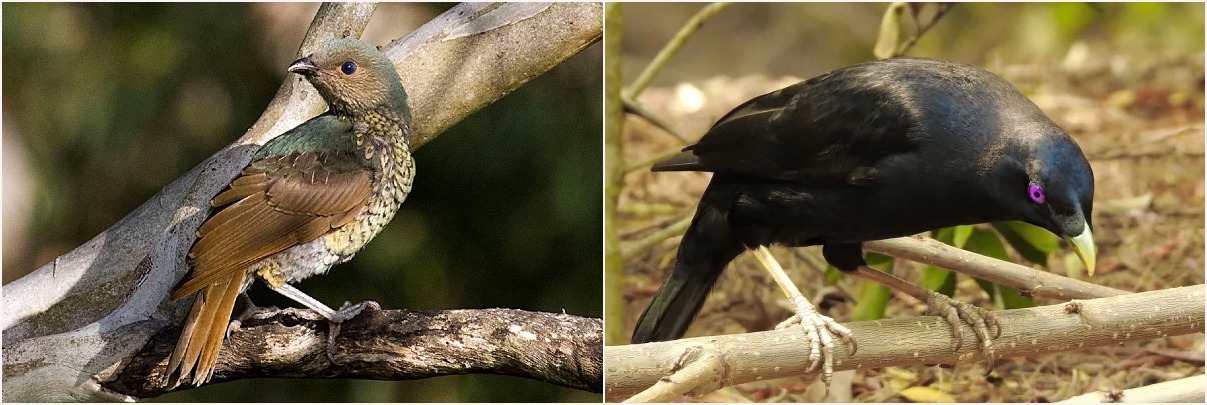 Satin Bowerbird