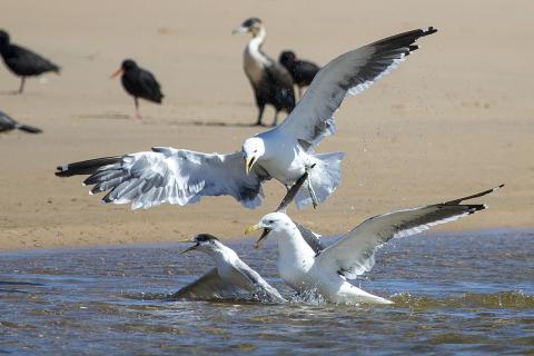 Kelp gull/Greater-crested tern Goukama River Estuary, Western Cape
