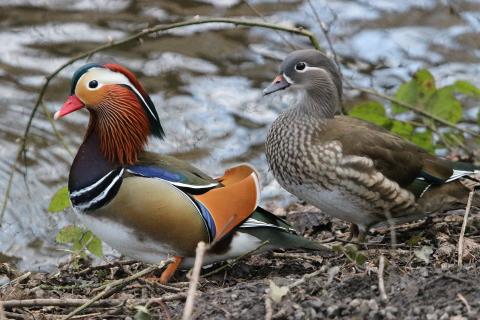 Mandarin duck and drake Etherow Country Park, Marple, UK