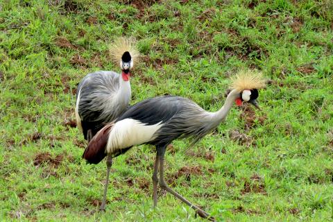 Grey Crowned Crane Uganda