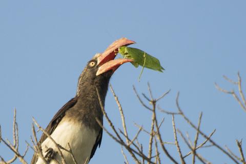 Crowned Hornbill Incaha Island Mozambique