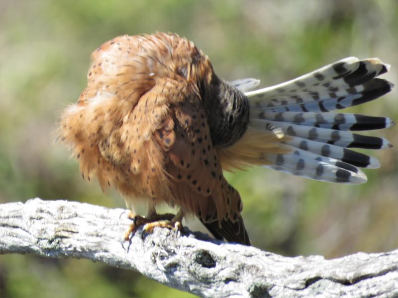 Rock Kestrel Robberg Peninsula South Africa